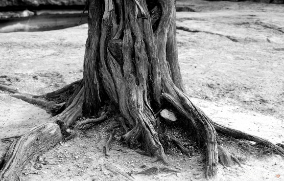 Roots In Bullcreek